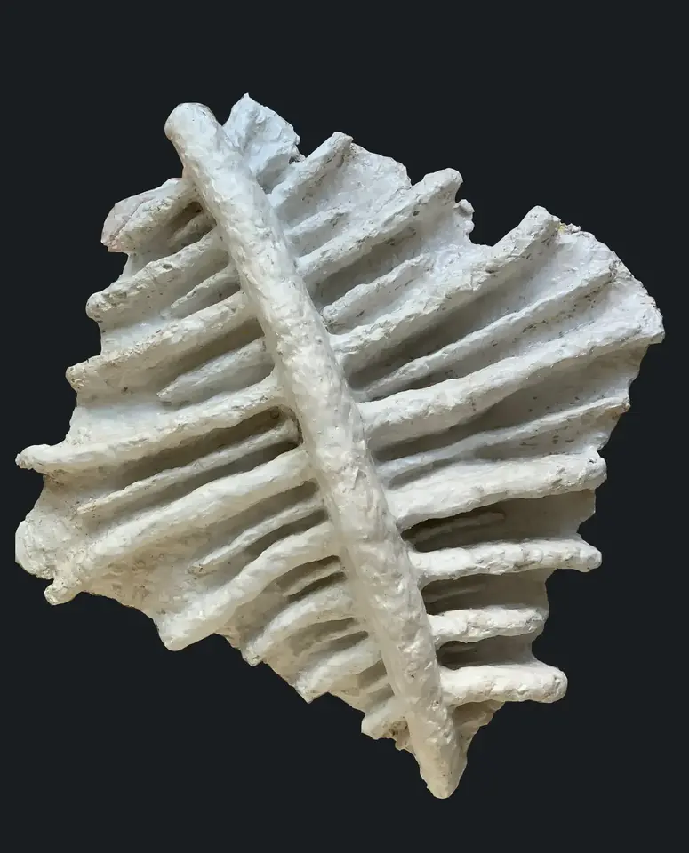 Jasna gipsowa rzeźba na ciemnym tle, ułożona ukośnie. Przez nieregularny obrys biegnie wysoki centralny grzbiet, od którego na obie strony rozchodzą się liczne poprzeczne, żebrowate wypukłości.