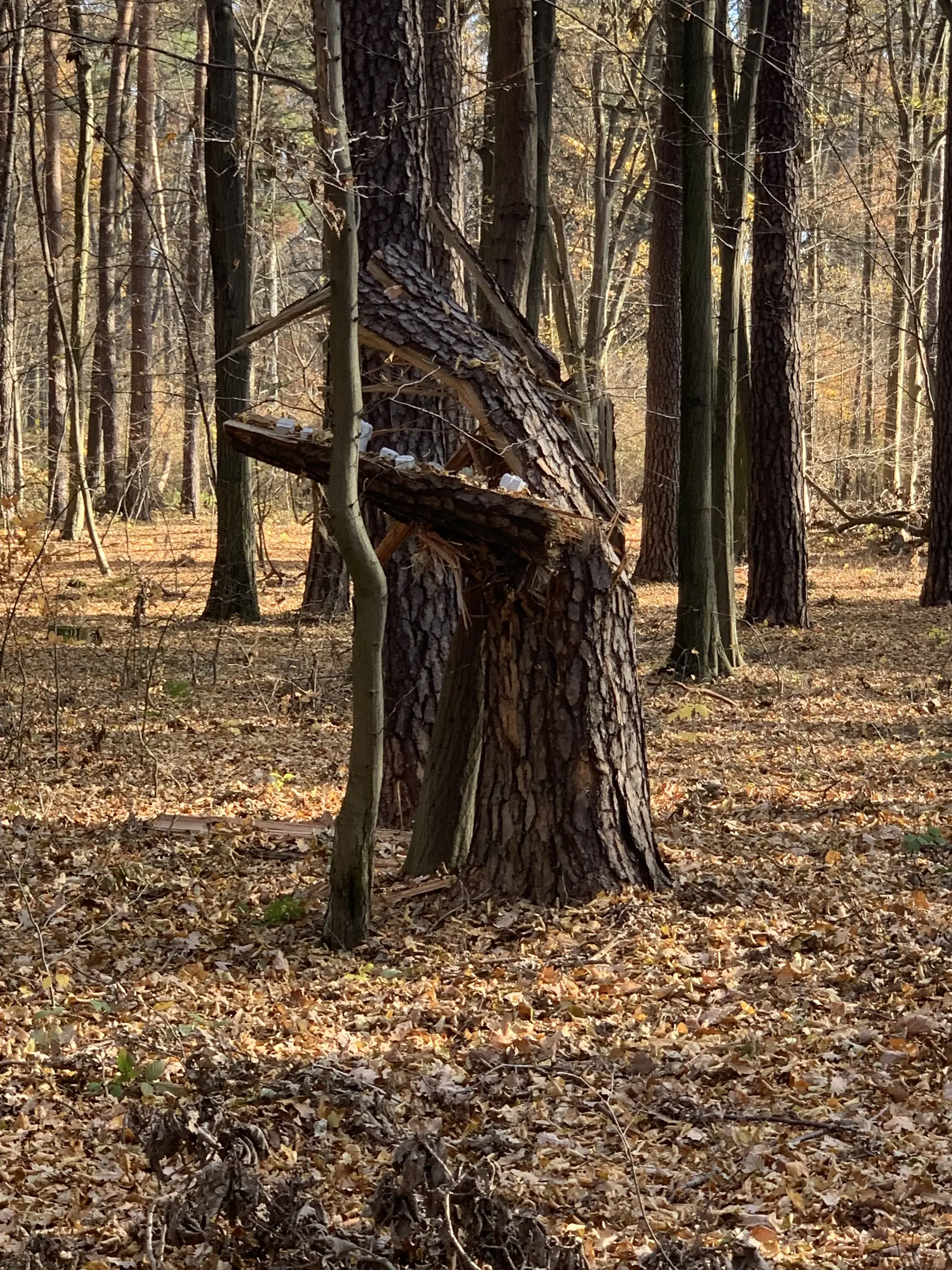 Jesienny Las Wiączyński. Pośrodku stoi gruby, rozszczepiony pień; jego pozioma odłamana część tworzy półkę, na której ustawiono rząd jasnoszarych glinianych wież i modułów.